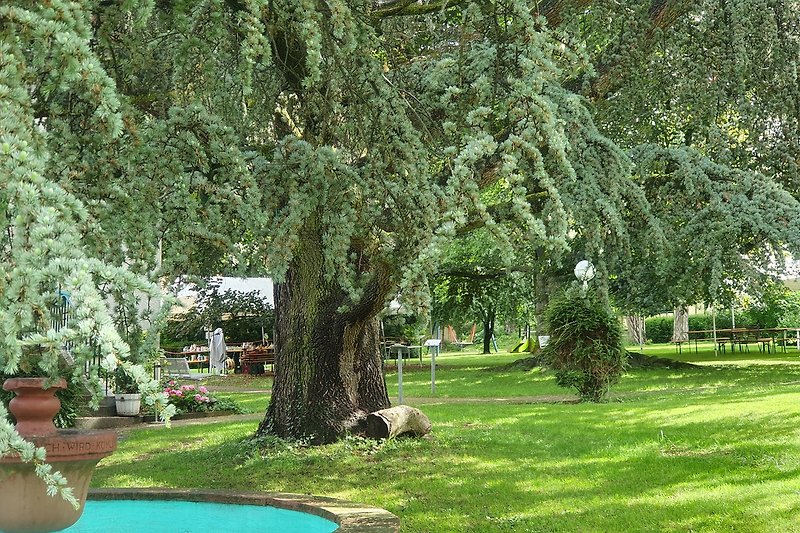 Uralte Bäume erzeugen eine magische Stimmung im Park, rundum die Ferienwohnung Ruheoase