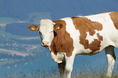 Ferienwohnung 4 für 2-3 Personen