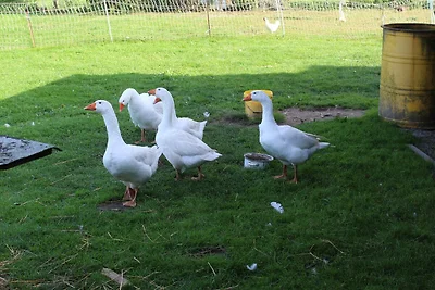 Vakantieappartement Gezinsvakantie Züssow