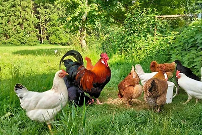 Doppelzimmer Nr. 3 mit Dusche WC