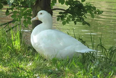 Haus Inge am Park _Fewo im EG
