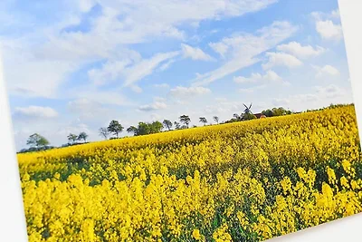 Ferienwohnung Rapsblüte