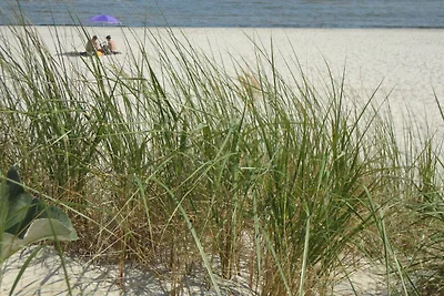 Ostseemuschel