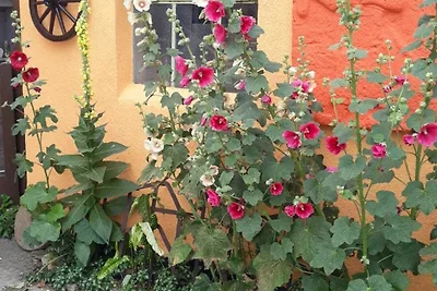 Casa vacanze Vacanza di relax Ribnitz-Damgarten