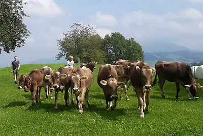 Gänseblümchen