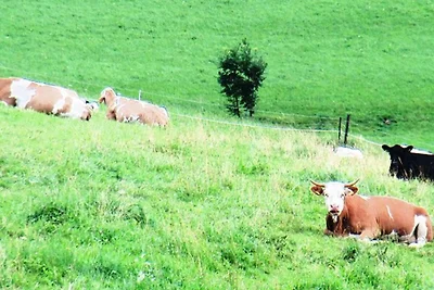 Dachsteinblick