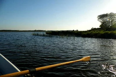 Fischreiher