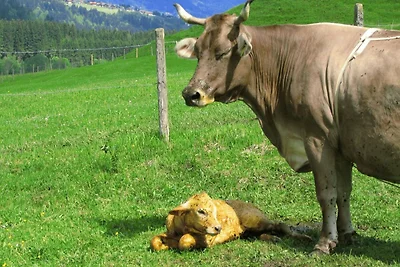 Täubling (1-2 Pers.)