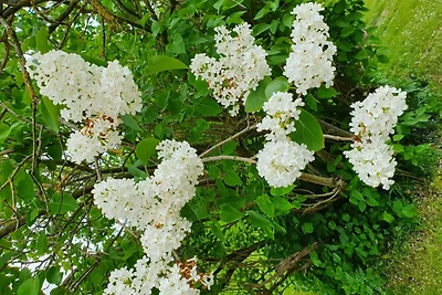 Appartamento Vacanza con famiglia Drochtersen Krautsand