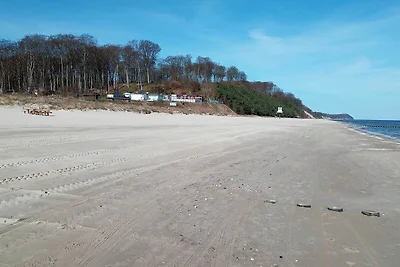 Strandmöwe
