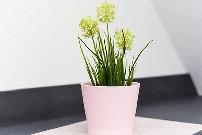 Appartamento Vacanza con famiglia Esens