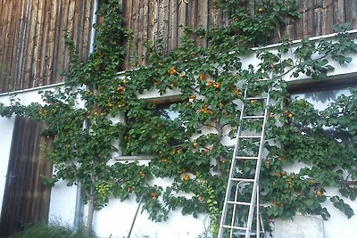 Vakantieappartement Gezinsvakantie Wildermieming