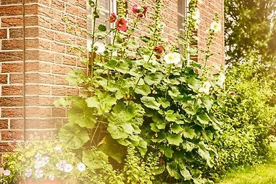 Pension Romantische vakantie Ahrenshoop