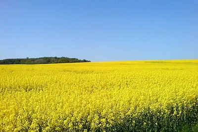 Vakantieappartement Gezinsvakantie Patzig