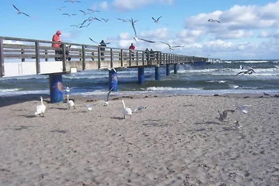 Schwarzer Bär Whg. Bär 04