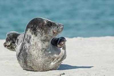 Haus Pellworm Whg 15