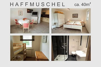 Haffmuschel (5)