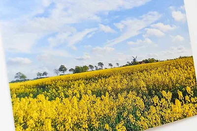 Ferienwohnung Rapsblüte