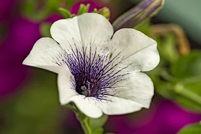 Ferienwohnung 4 mit 1 Schlafzimmer