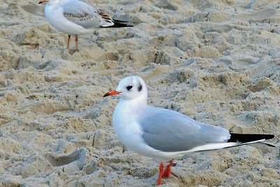 Appartamento Vacanza con famiglia Trassenheide