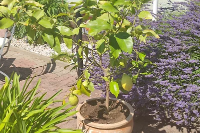 Vakantieappartement Gezinsvakantie Schaprode