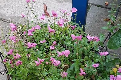 Ferienwohnung am Stadtpark_Seerose