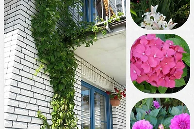 Appartement Storchennest
