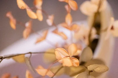 Ferienwohnung Auszeit mit Waldgeflüster