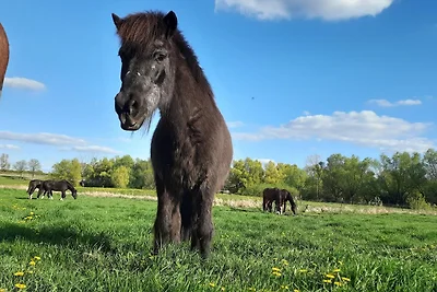 1) FeWo 2-Raum (50m², 2 Pers.