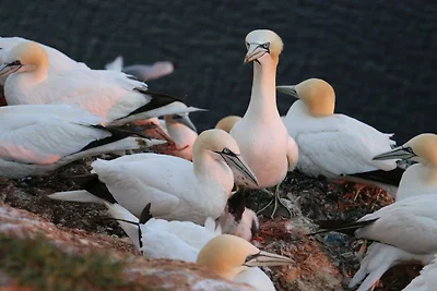 Vakantieappartement Gezinsvakantie Helgoland