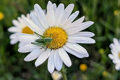 Ferienwohnung Klaus Siegritzberg