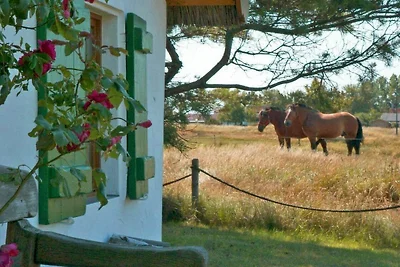 Vakantieappartement Gezinsvakantie Hiddensee
