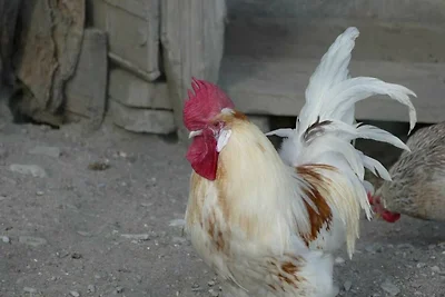 Ferienwohnung für 2-4 Personen 1