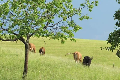 Dachsteinblick
