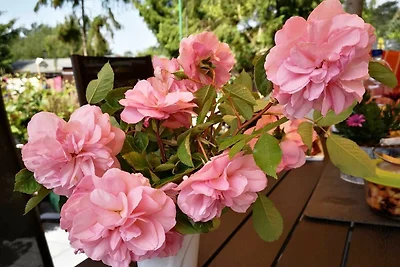 apartman za odmor Obiteljski odmor Trassenheide