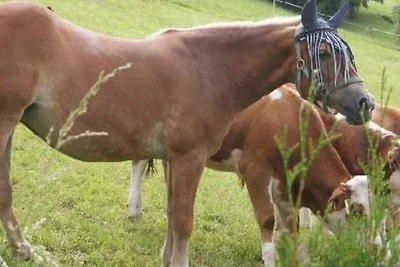 Ferienwohnung 4 für 2-3 Personen