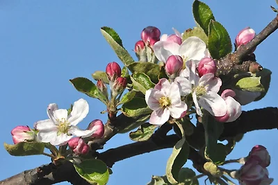 Fewo Rudis Obstgarten Wohnung Lühe