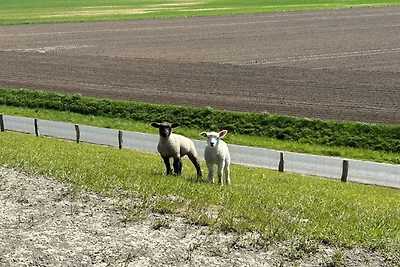 Domizil Seehund