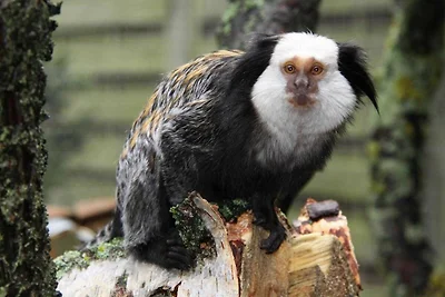 Albergo Cultura ed escursioni Bansin