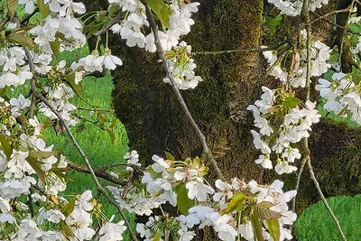 Doppelzimmer mit Balkon (Etagendusche/WC)