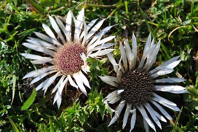 Fewo Silberdistel mit 1 Schlafzimmer und 1...