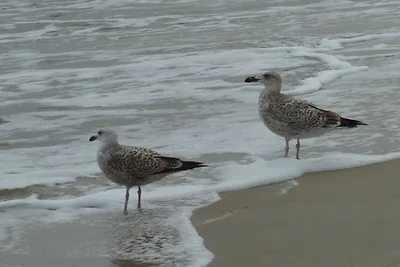 Strandmöwe