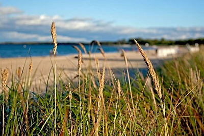 Schwarzer Bär Whg. Bär 02