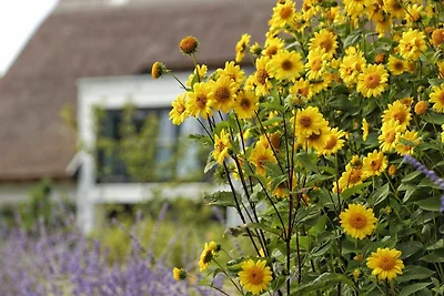 Vakantieappartement Gezinsvakantie Karlshagen