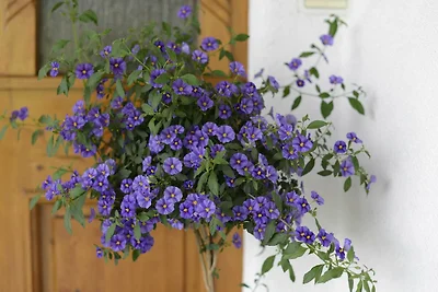 Apartament Dla rodzin Tannheim