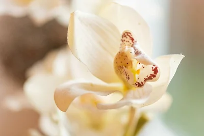 Ferienwohnung Auszeit mit Waldgeflüster