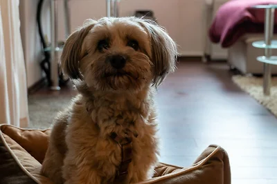 Fewo, Hunde erwünscht, 1 Schlafzimmer, Herrli...