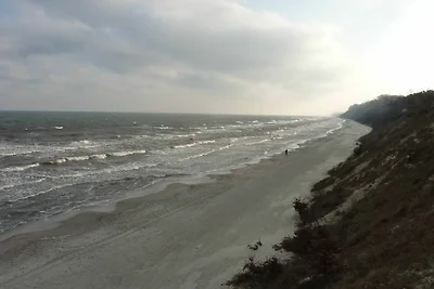 Strandmöwe