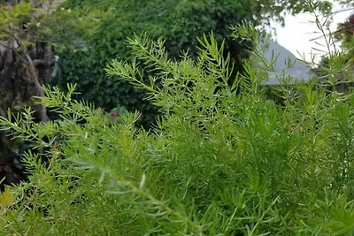 Casa Teresa Appartement 2