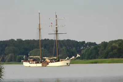 Fischreiher